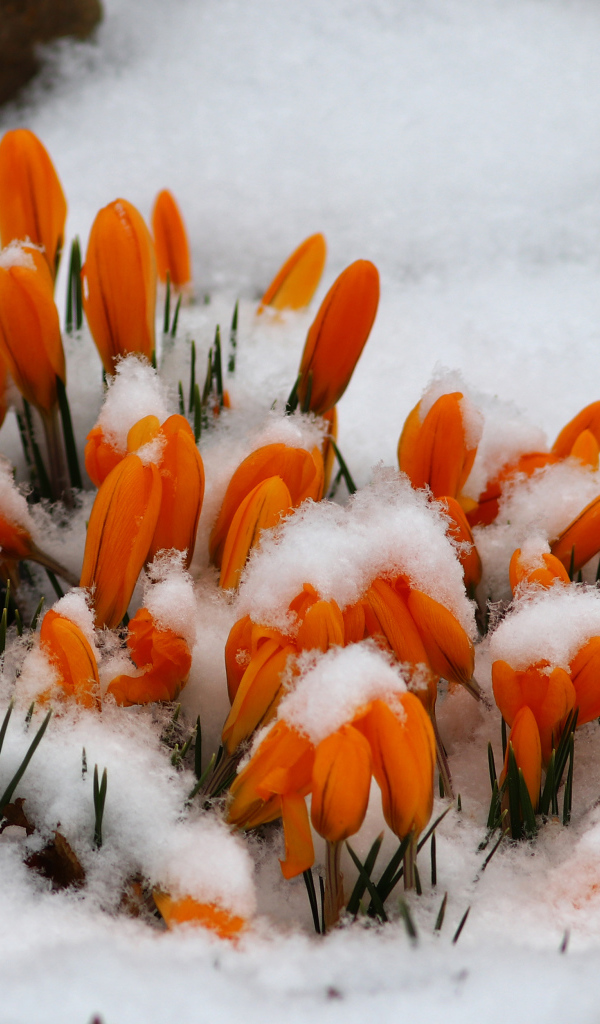 Желтые крокусы в снегу 