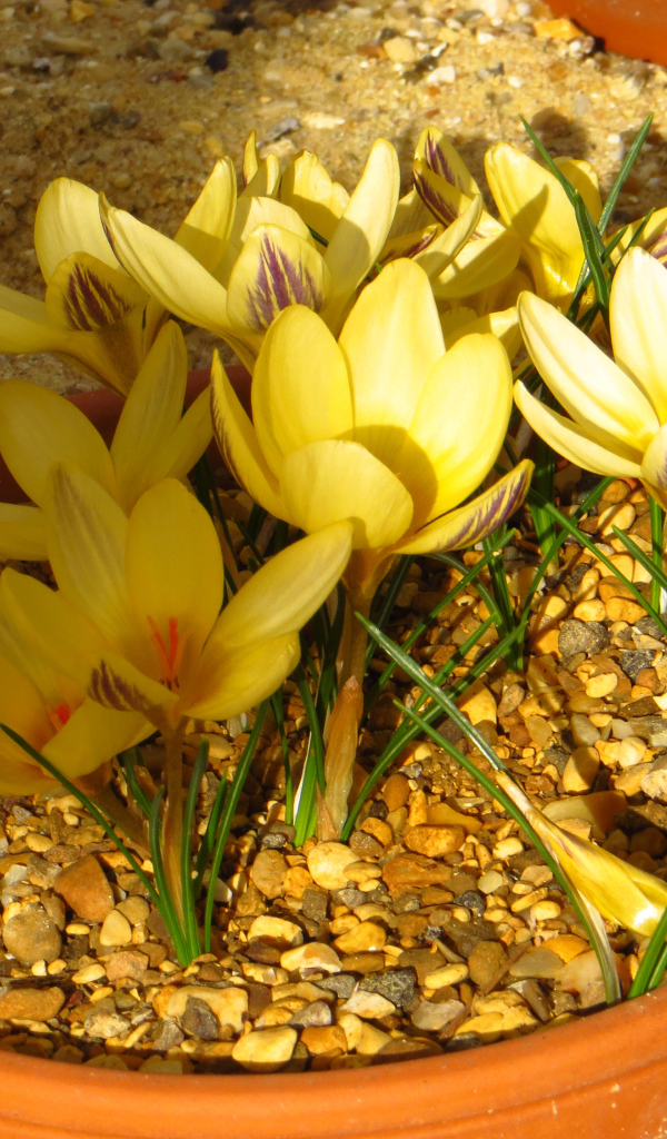 Желтые крокусы на декоративной клумбе