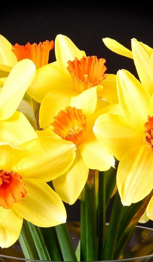 Желтые нарциссы в вазе на черном фоне