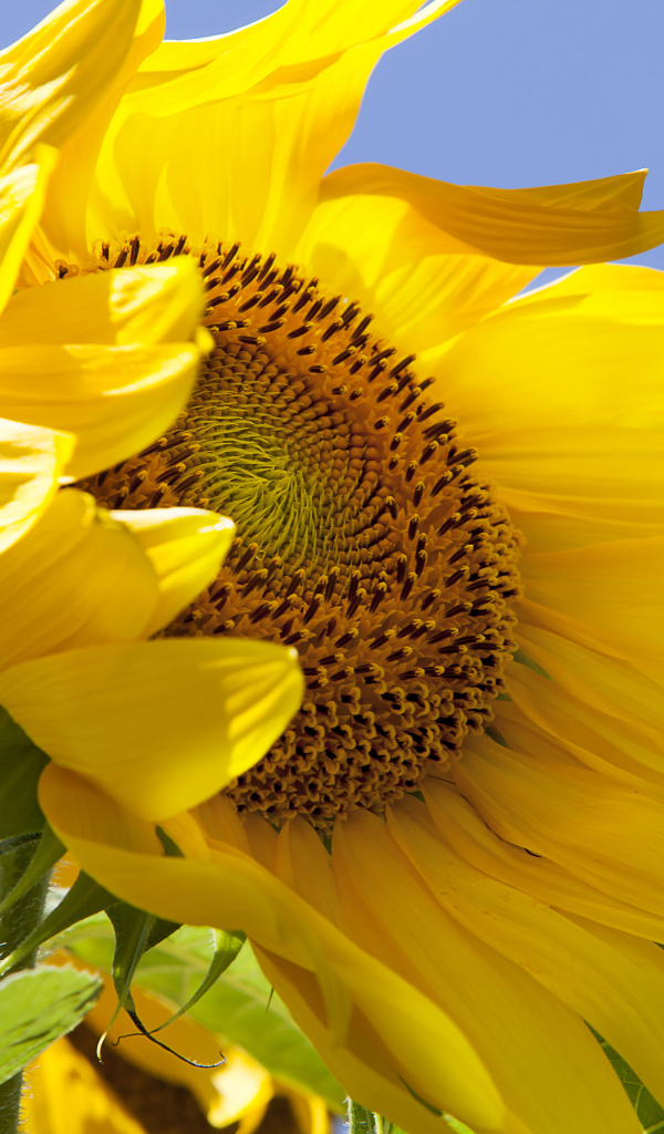 Желтый цветок подсолнуха на фоне голубого неба 