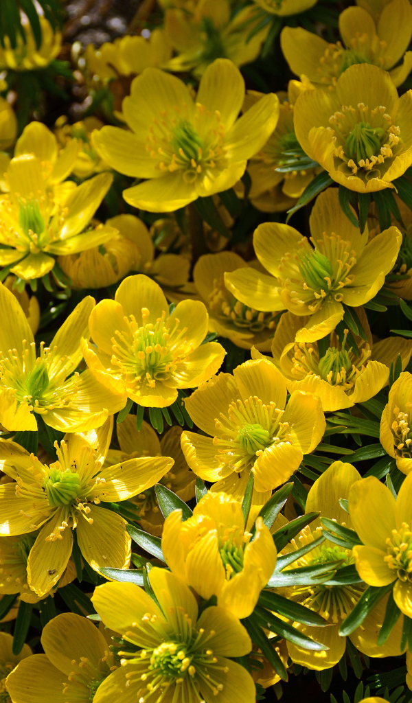 Желтые цветы морозника крупным планом