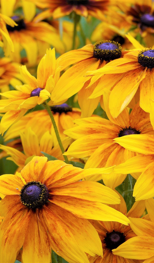 Желтые цветы рудбекии крупным планом