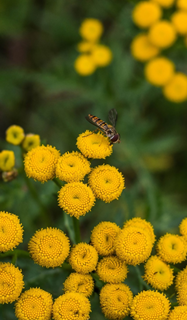 Желтые цветы пижмы крупным планом