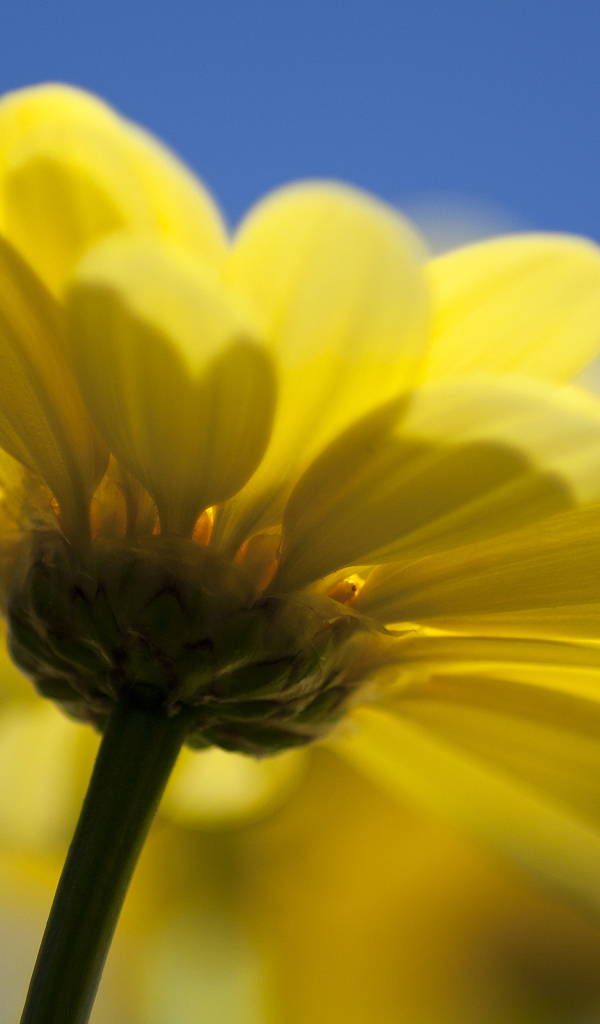 Желтый цветок герберы на голубом фоне