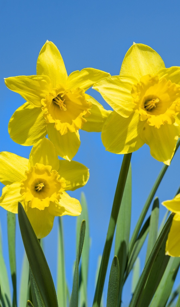 Желтые крупные нарциссы на фоне голубого неба 
