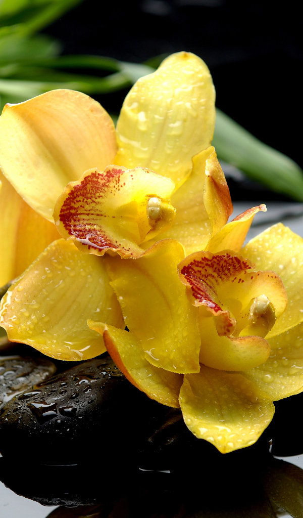 Желтые цветы орхидеи лежат на камне в воде