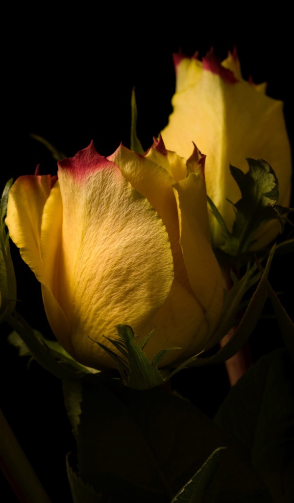 Желтые розы на черном фоне