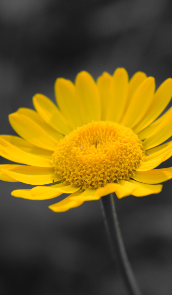 Желтый маленький цветок на сером фоне