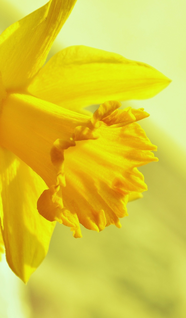 Желтый весенний цветок нарцисс крупным планом