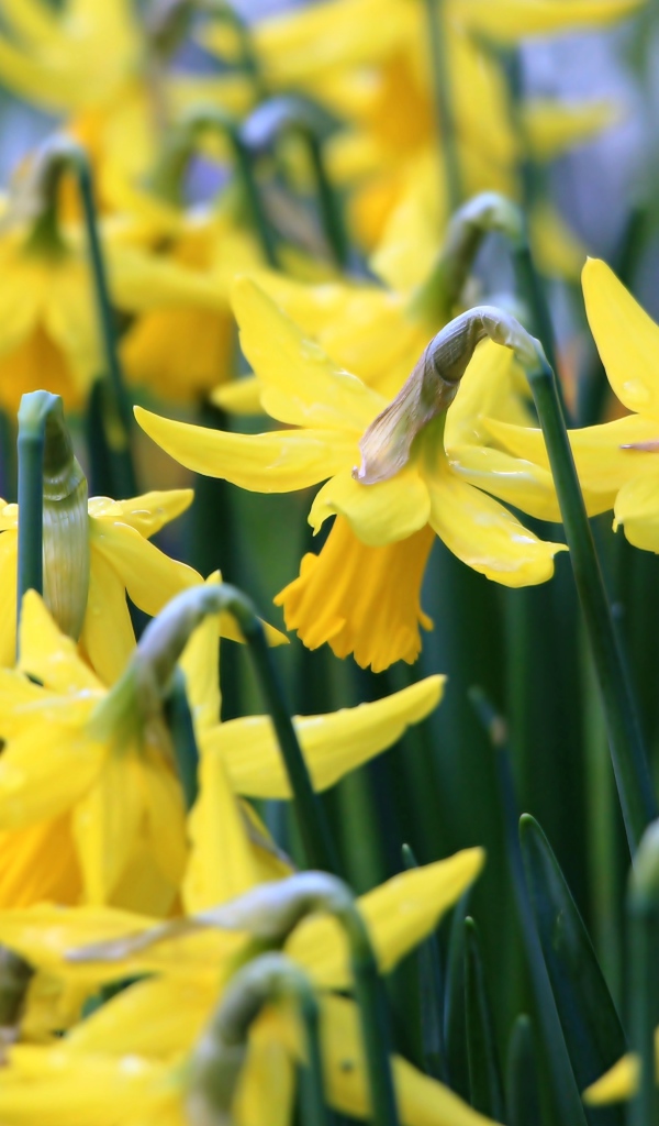 Желтые весенние цветы нарциссы