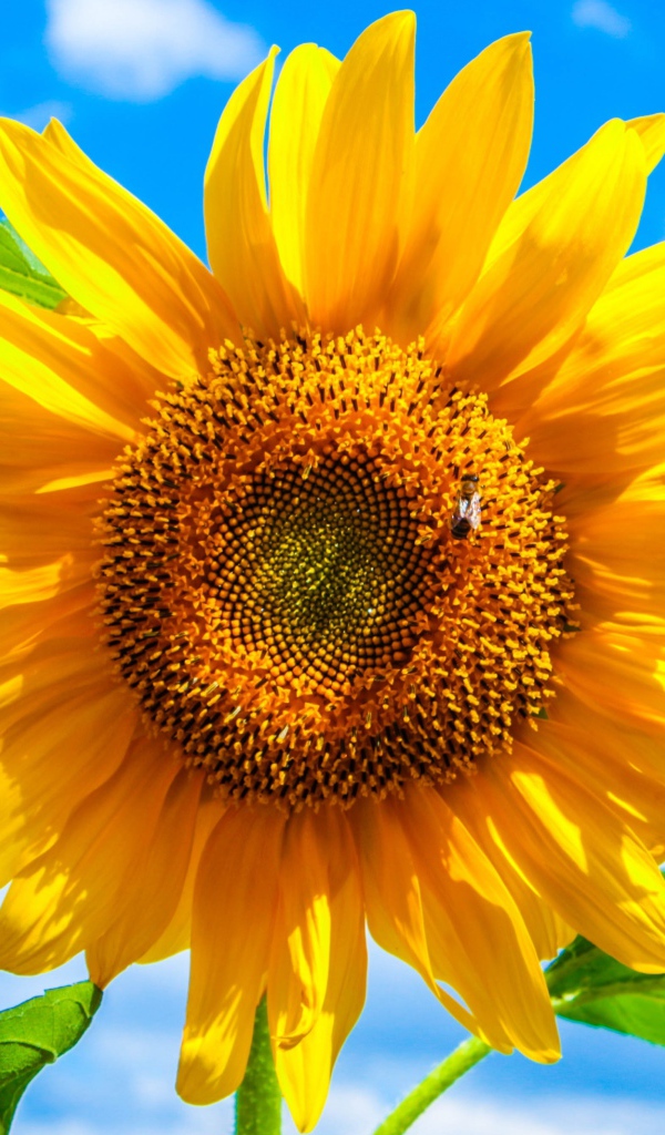 Желтый подсолнух на фоне голубого неба