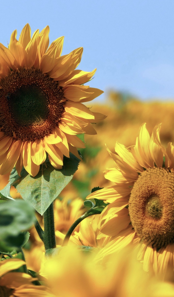Желтые подсолнухи в поле под голубым небом