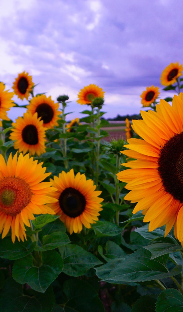 Желтые подсолнухи под красивым небом
