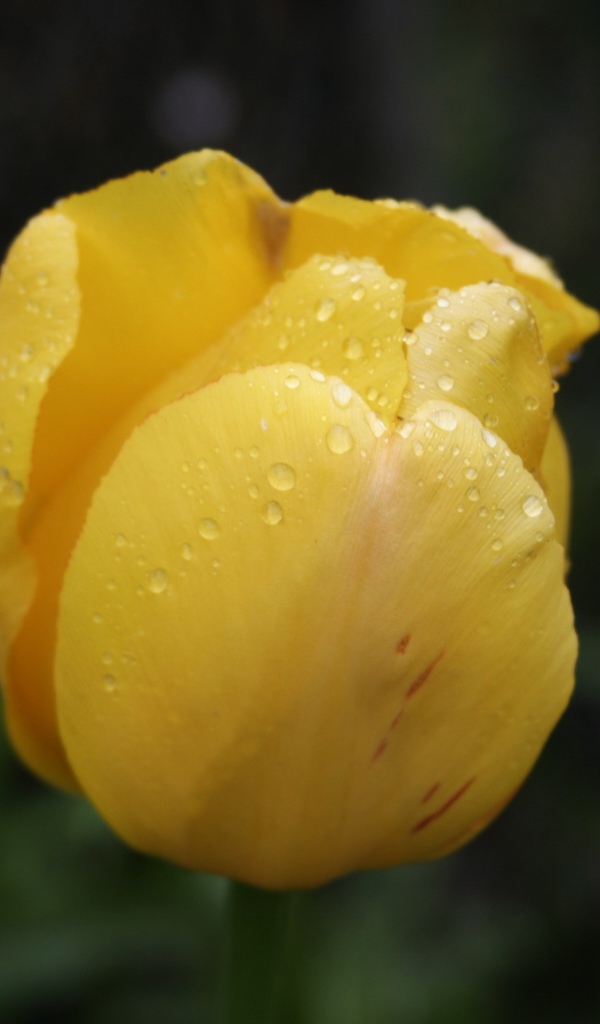 Желтый цветок тюльпана в каплях росы крупным планом