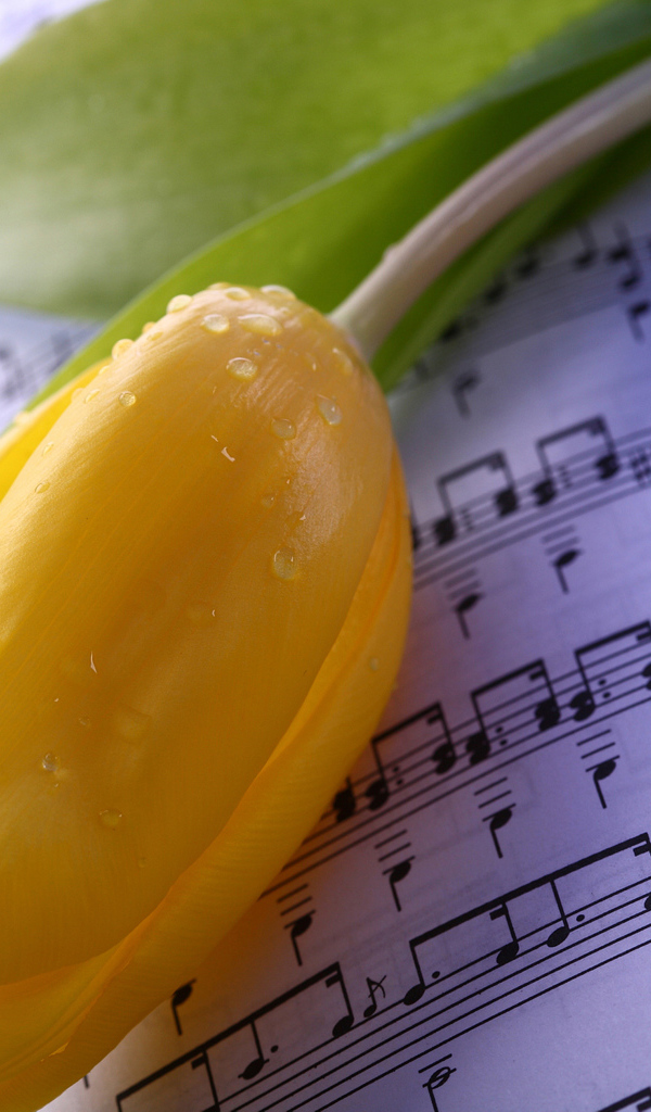 Желтый тюльпан лежит на нотах