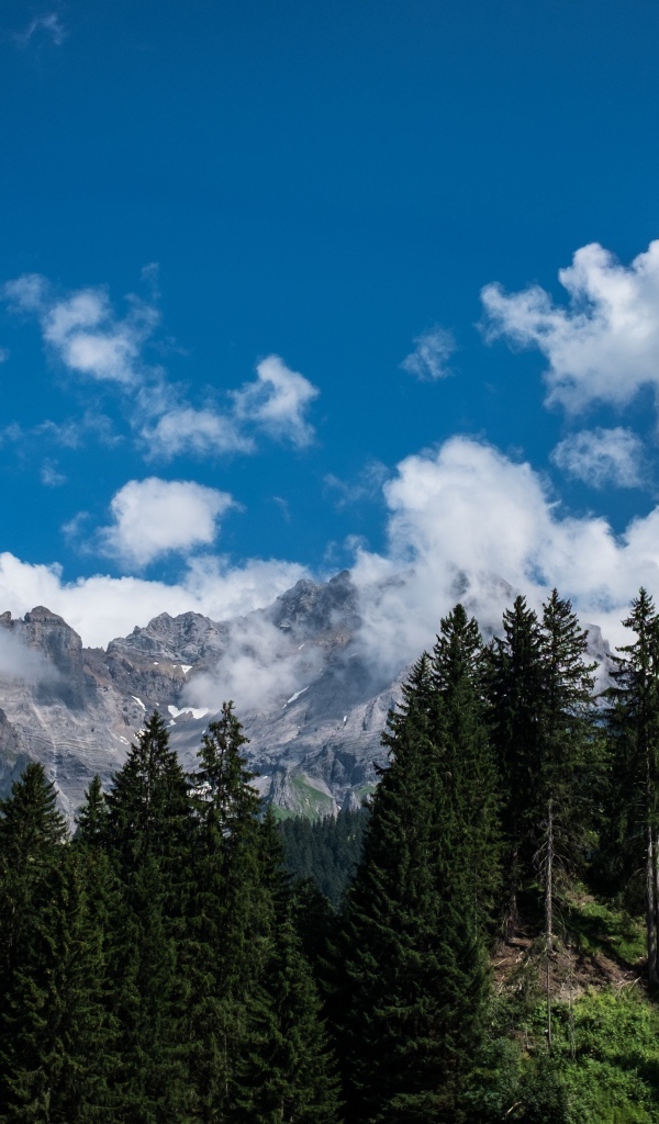 Горы у зеленого леса под белыми облаками в голубом небе