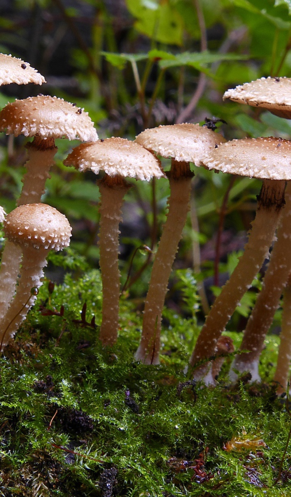 Много маленьких грибов в лесу