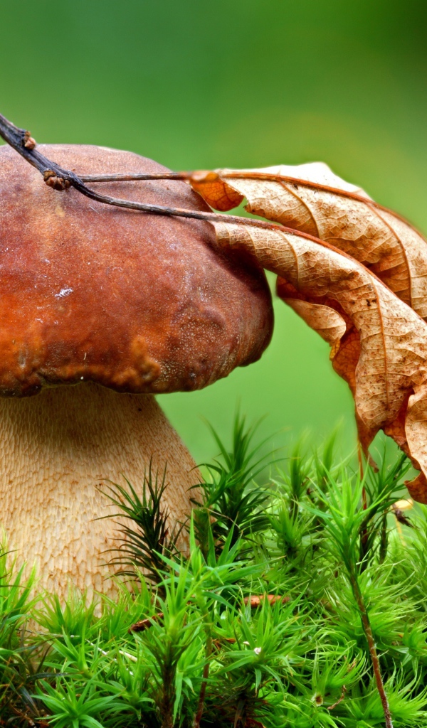 Гриб с опавшим сухим листом осенью 