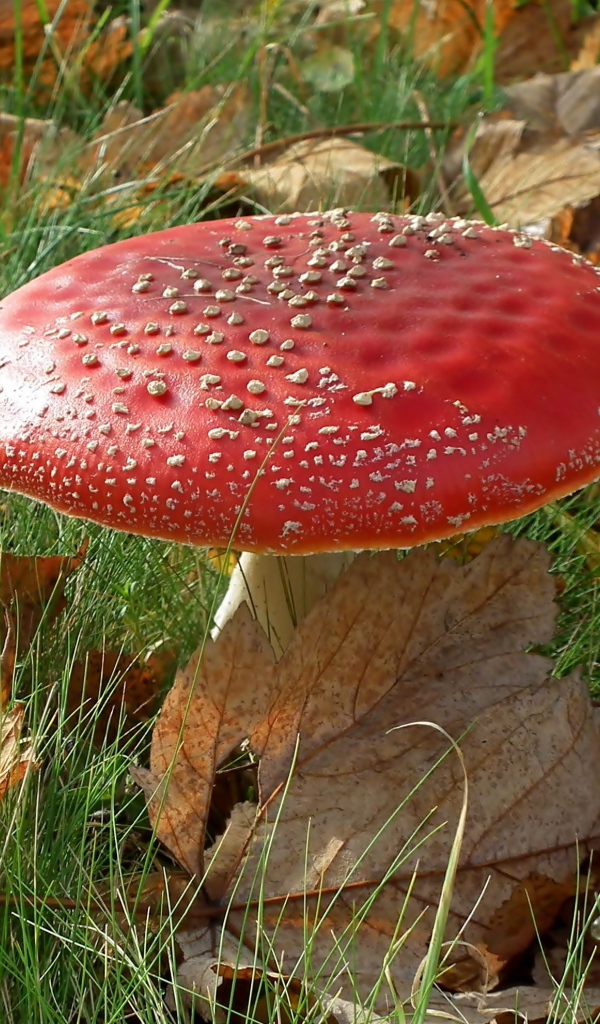 Красный большой мухомор в зеленой траве с желтыми листьями 