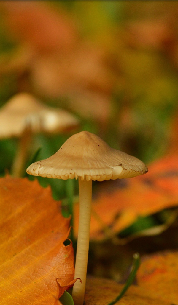 Маленькие грибы поганки под желтыми опавшими листьями