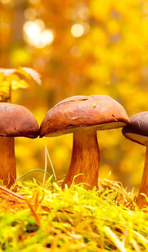 Три гриба в осеннем лесу 