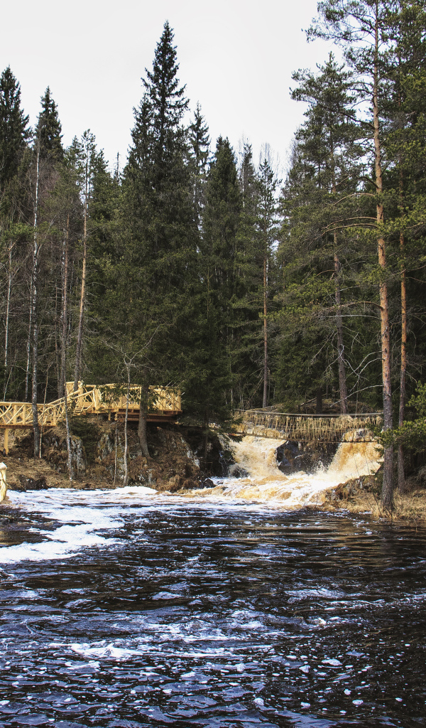 Быстрая река в хвойном лесу, Россия