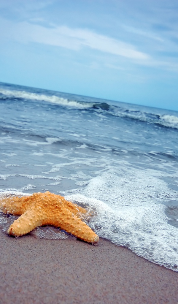 Морская звезда на песке у моря 