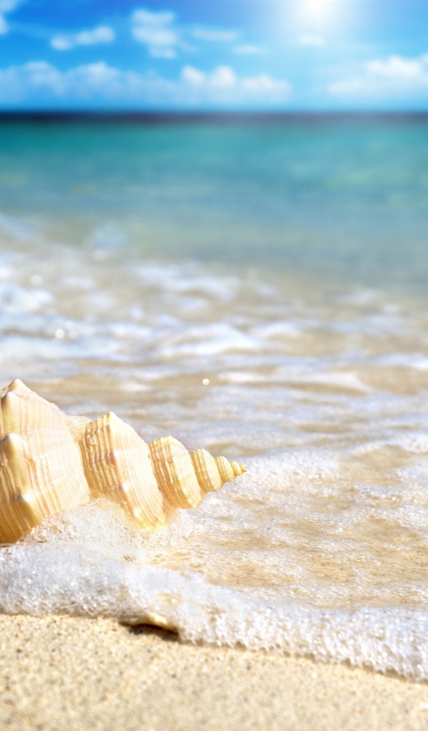 Большая ракушка лежит песке в морской пене