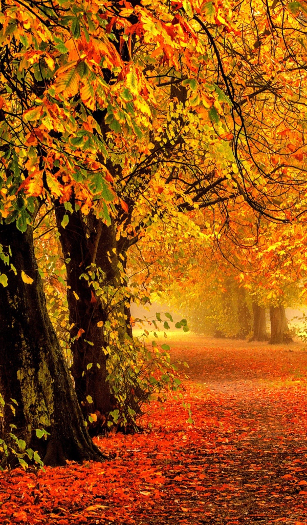 Яркие желтые листья падают на дорогу осенью