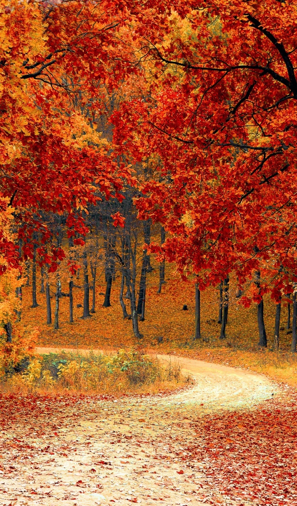 Яркие желтые листья на деревьях осенью