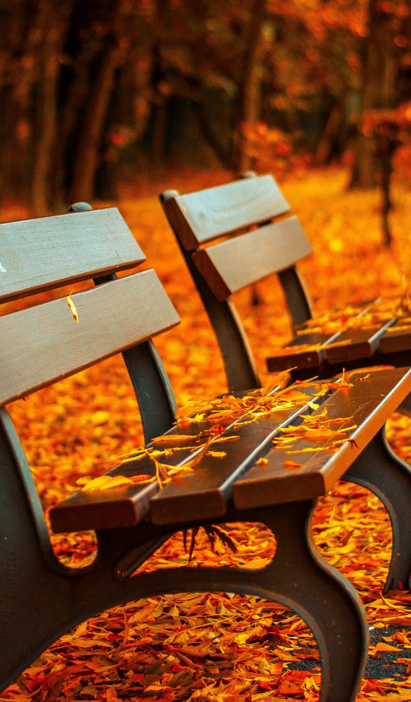 Две деревянные лавки в парке покрыты желтыми осенними листьями