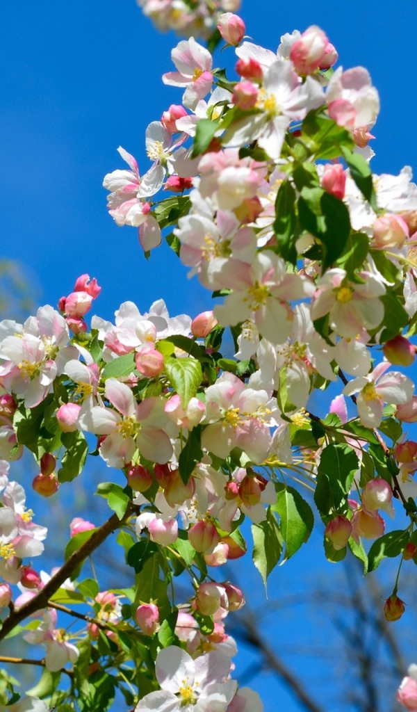 Цветущая пышная ветка яблони на фоне голубого неба весной