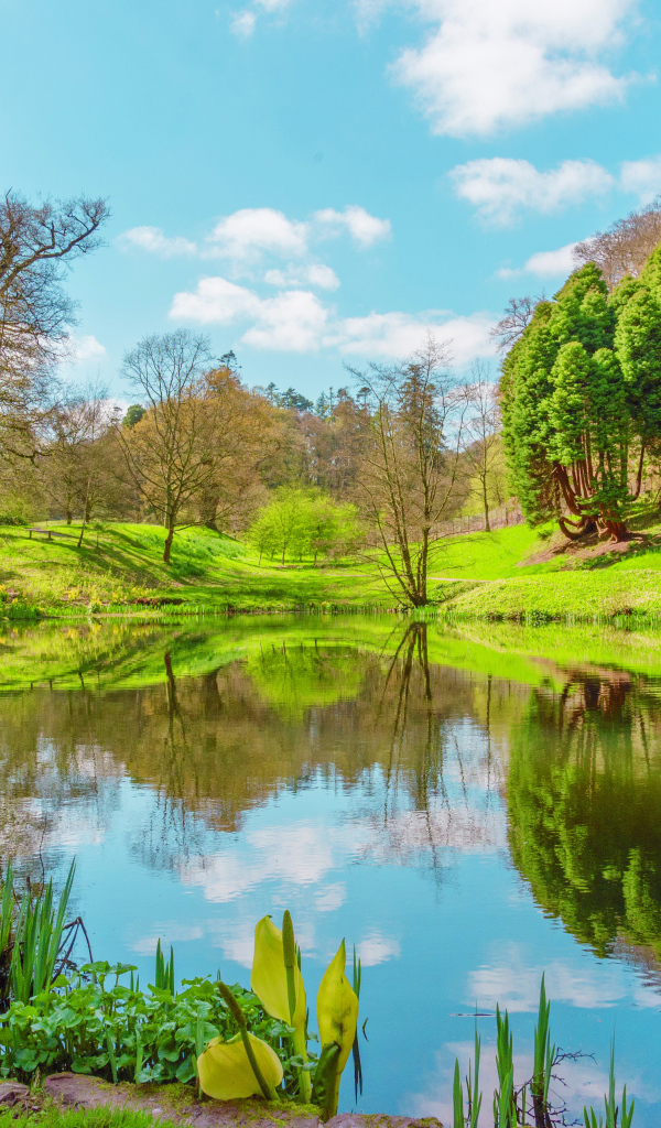 Зеленые деревья отражаются в воде озера весной
