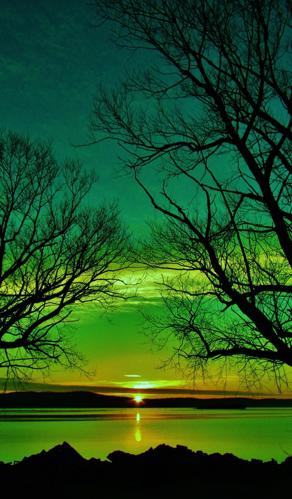 Силуэты деревьев на закате солнца