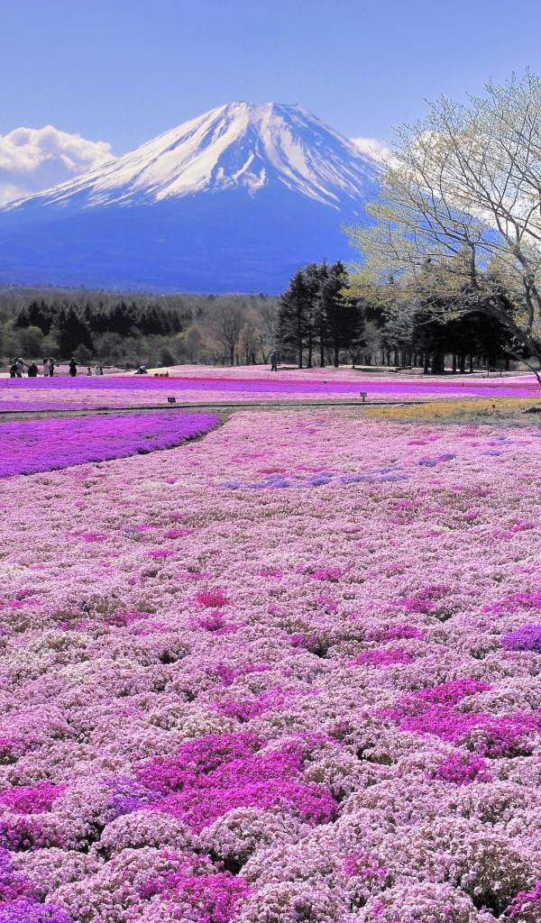 Красивые поля цветов на фоне вулкана Фудзияма, Япония