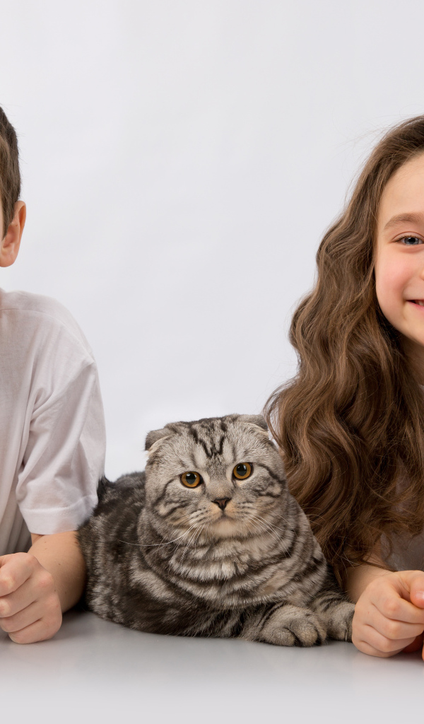 Мальчик и девочка с шотландским котом на сером фоне