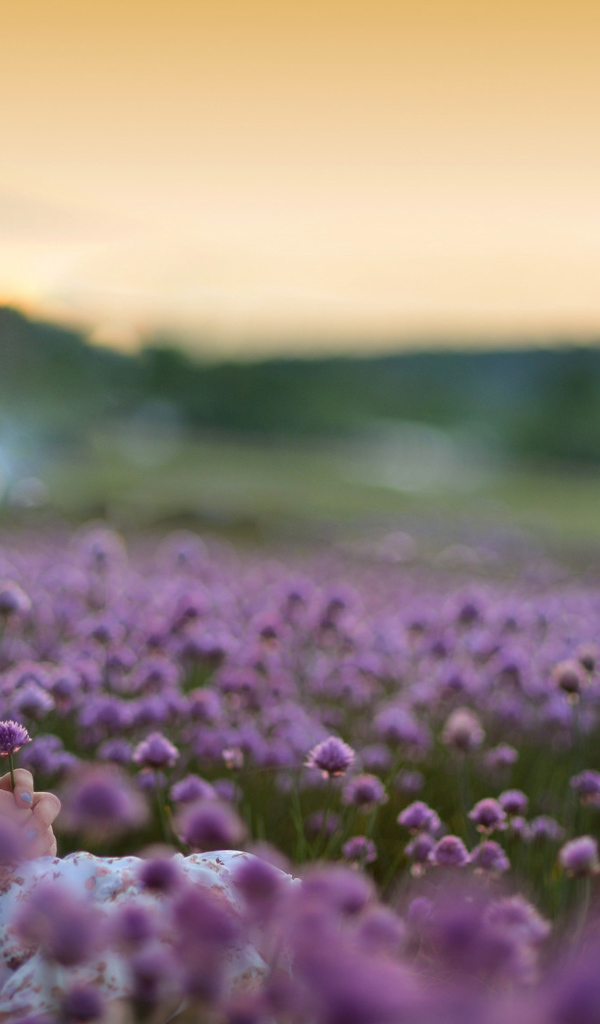 Нежная маленькая девочка сидит на поле с сиреневыми цветами