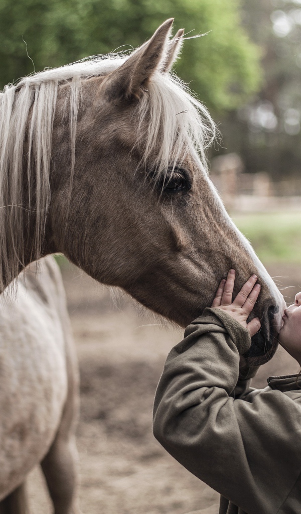 Маленькая девочка целует коня