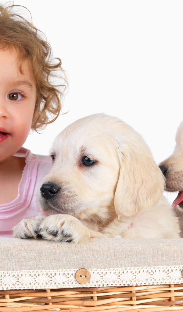 Маленькая девочка с щенками золотистого ретривера в корзине