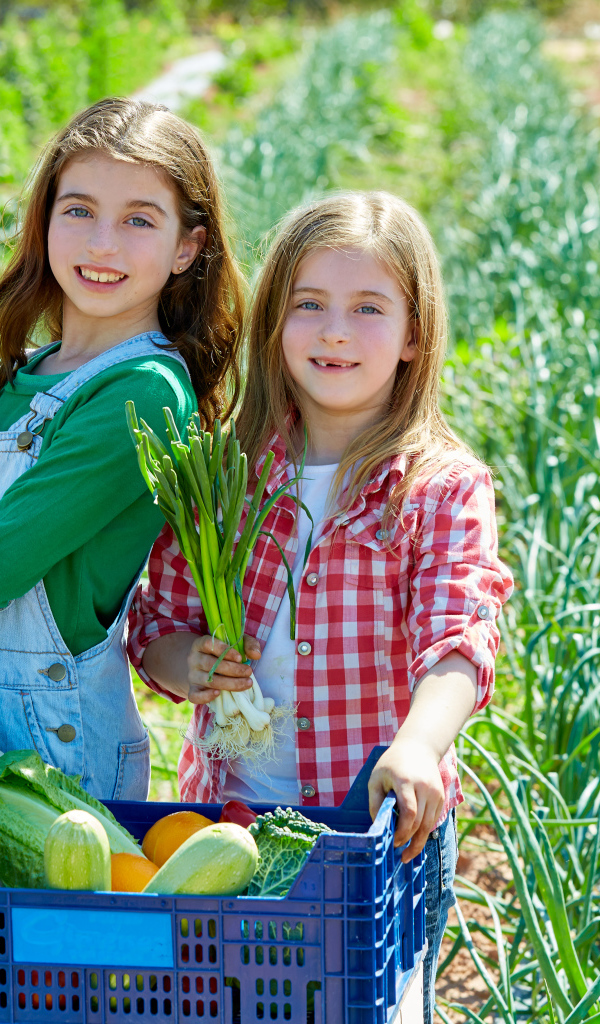 Две маленькие девочки собирают овощи на огороде