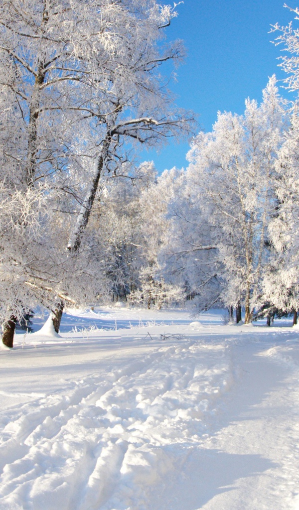 Красивые покрытые инеем деревья у заснеженной дороги зимой