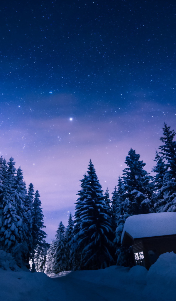 Красивая звездная ночь над заснеженным лесом зимой