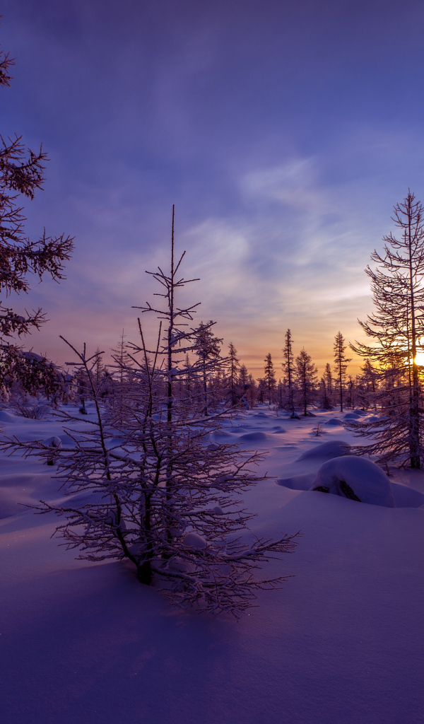 Покрытые снегом если на закате солнца под голубым небом зимой