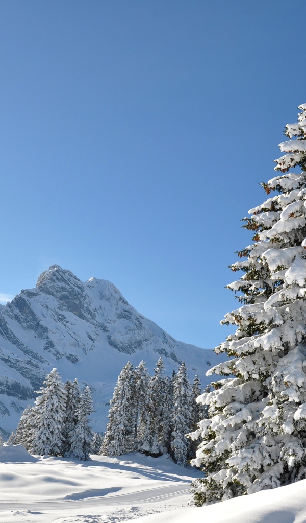 Высока покрытая снегом ель под голубым небом на фоне горы