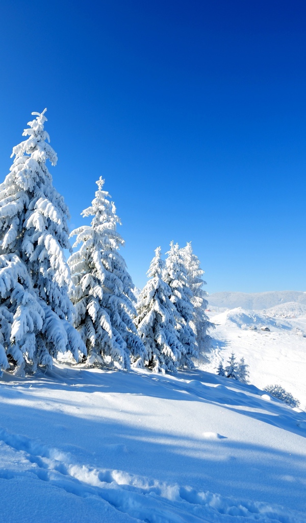 Заснеженные ели на склоне горы под голубым небом