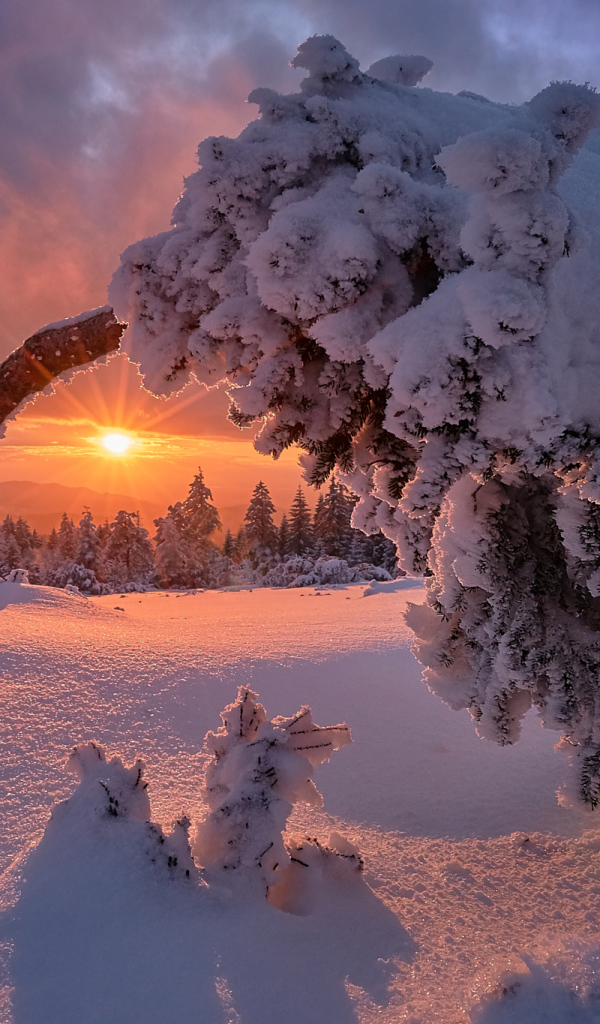 Покрытое снегом дерево на рассвете