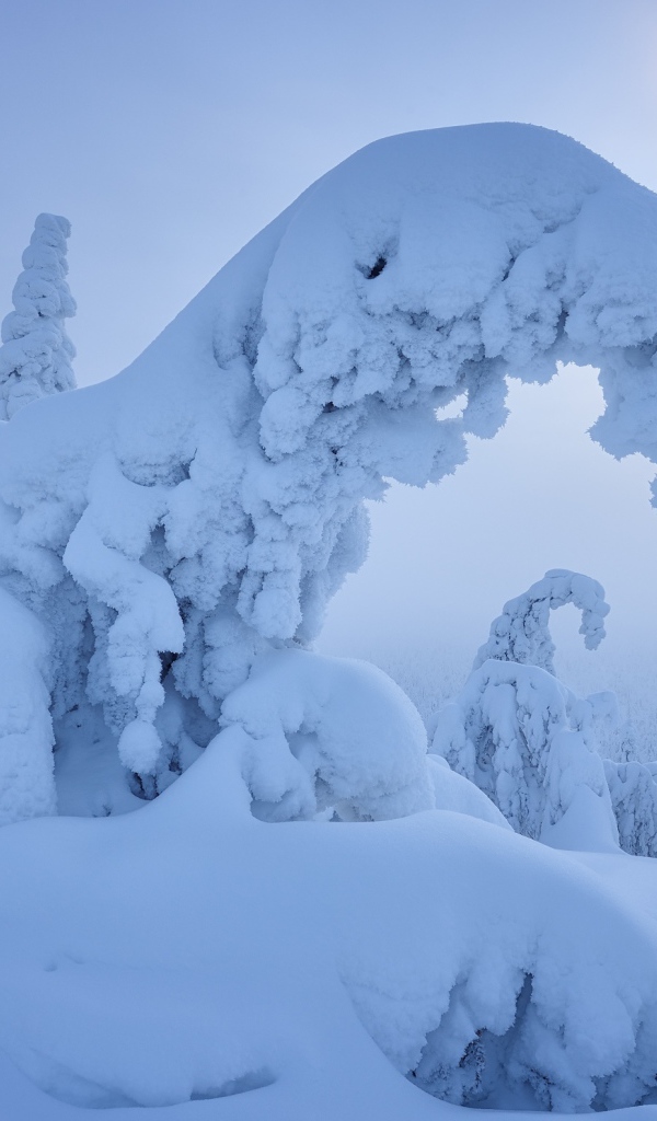 Засыпанный снегом спокойный зимний лес