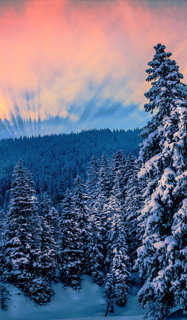 Восход солнца над заснеженным лесом зимой