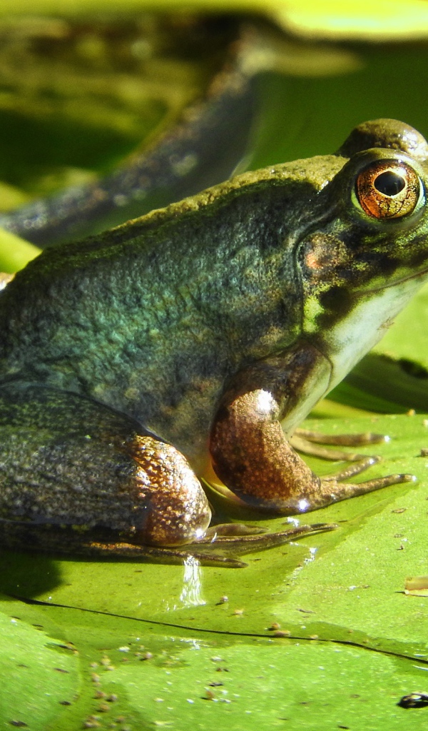 Большая зеленая жаба сидит на зеленом листе 