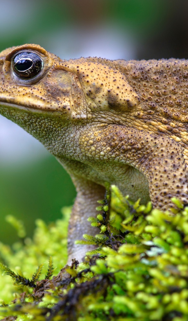 Большая жаба сидит на покрытом мхом камне